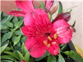 alstromeria
